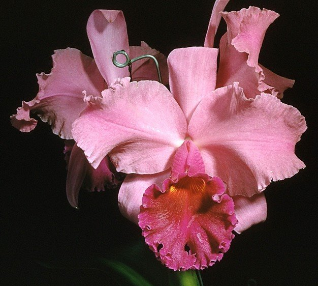 The Physioogy of Tropical Orchids in Relation To The Industry