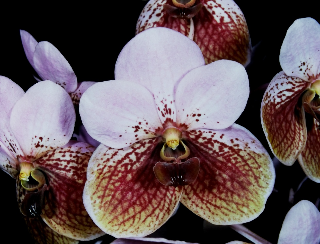 Sorella Orchids