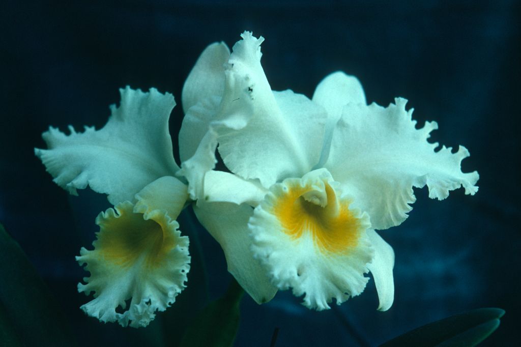 Cattleya Scintillation 'Bendita' AM/AOS AM/ODC, November 1960, slide 196011 slide 36.  This may well be a copy of an award slide, from the Santa Barbara International Orchid Show, March 10, 1960, where this plant was exhibited by Bauer's Bendita Ranch, Santa Barbara, CA.