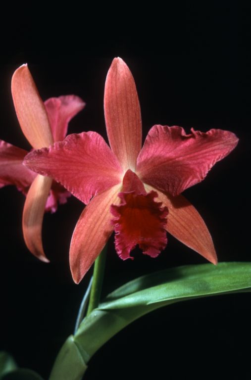 Slc. Imogene Keyes 'Red Elk' AM/ODC Award Slide, January 11, 1964, Peninsula Orchid Society Show, Monterey, CA, exhibited by J. Frank Hughes. Photographer's name stamped on back, Beauford B. Fisher, Pacific Grove, CA.