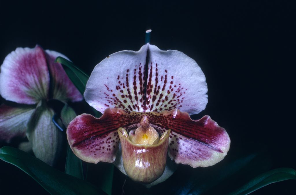 Paphiopedilum Karen Gwinn 'Conformation', March 1966, roll 196603H6 slide 19.  The image matches the CSA award photo (mirror image), under the designation Karen Gwinn 'Enchantment', March 22, 1966, exhibited by Imogene and Carl Keyes.  The cultivar name may have been changed by the Keyes when the award was finalized.