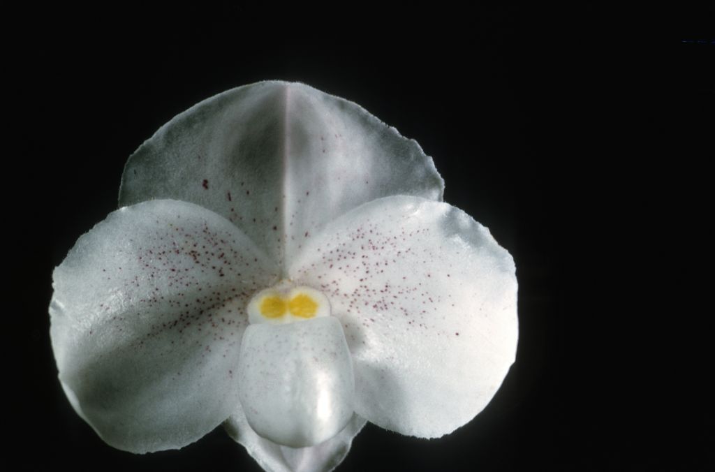 Paphiopedilum niveum 'Frank' AM/ODC Award Slide, July 8, 1966, San Francisco Orchid Society, San Francisco, CA, exhibited by Robert McElderry.