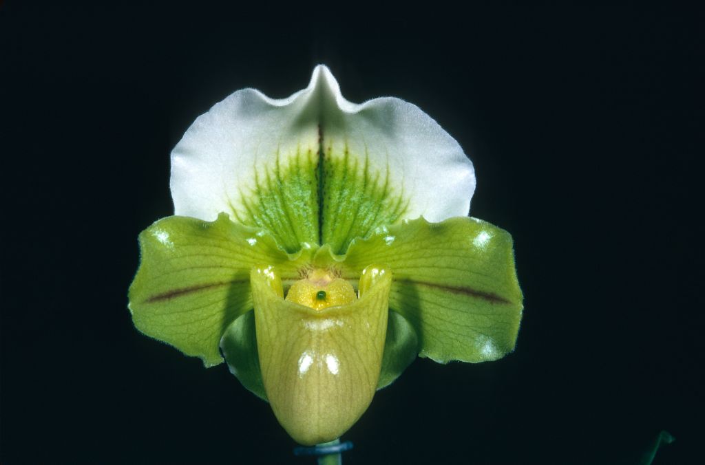 Paphiopedilum Betty Bracey 'Spring Sonnet' HCC/ODC Award Slide, December 18, 1967, South Coast Orchid Society, Long Beach, CA, exhibited by Mr. and Mrs. Carl Keyes.