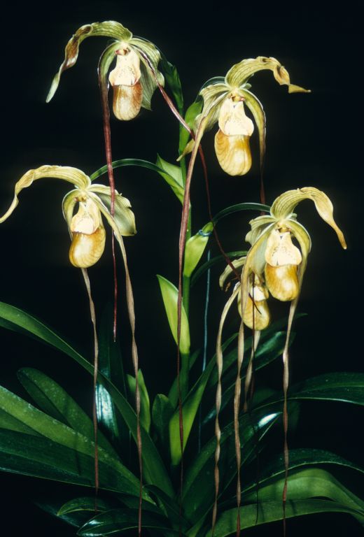 Phragmipedium grande, May 1968, roll 196805H8.  The photo is a copy of the award slide, CCM/AOS, April 4, 1968, Southland Orchid Show and 13th Western Orchid Congress, Arcadia, CA, for Phragmipedium grande 'Macrochilum', exhibited by The Orchid House, Los Osos, CA.  However, the award is now listed in the AOS awards database as Phragmipedium Macrochilum, referring to the artificial hybrid of Phragmipedium lindenii x longifolium, instead of the natural hybrid Phragmipedium x grande, or the artificial hybrid Phragmipedium Grande (longifolium x humboldtii).  The parentage of the natural hybrid remains uncertain.