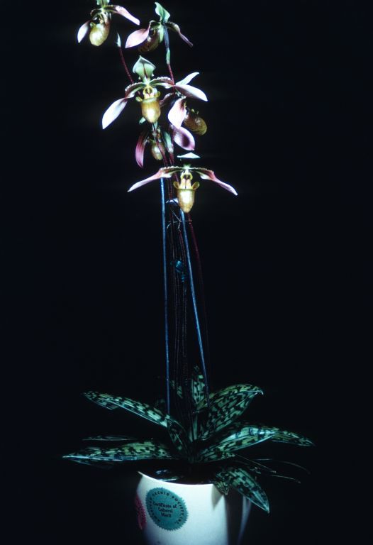 Paphiopedilum amabile 'Charles' CBM/AOS CCM/AOS duplicate of Award Slide made in January 1971,the original award was conferred on March 10, 1969, Los Angeles monthly judging, Los Angeles, CA, exhibited by Imogene and Carl Keyes.  The OrchidPro database omits the CCM/AOS award in error.  Paphiopedilum amabile is now considered a synonym of Paphiopedilum bullenianum.  There is no connection with the hybrids Paphiopedilum Amabile (1890) and Amabile (1895).