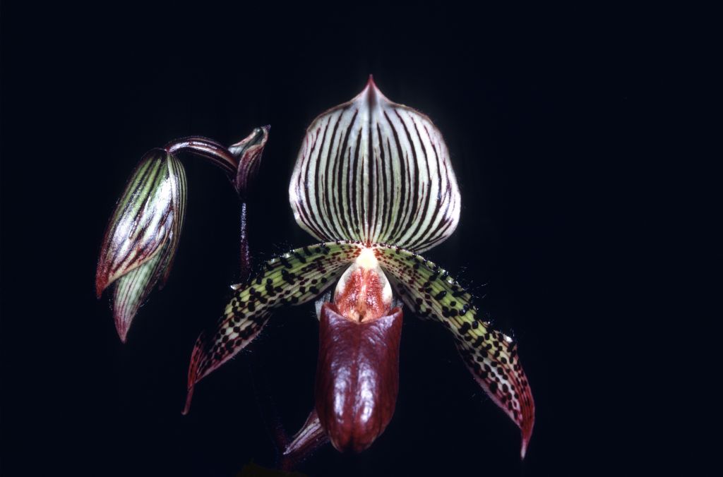 Paphiopedilum Neptune 'Mars' AM/AOS Award Slide, October 13, 1969, Los Angeles monthly judging, Los Angeles, CA, exhibited by Imogene and Carl Keyes.