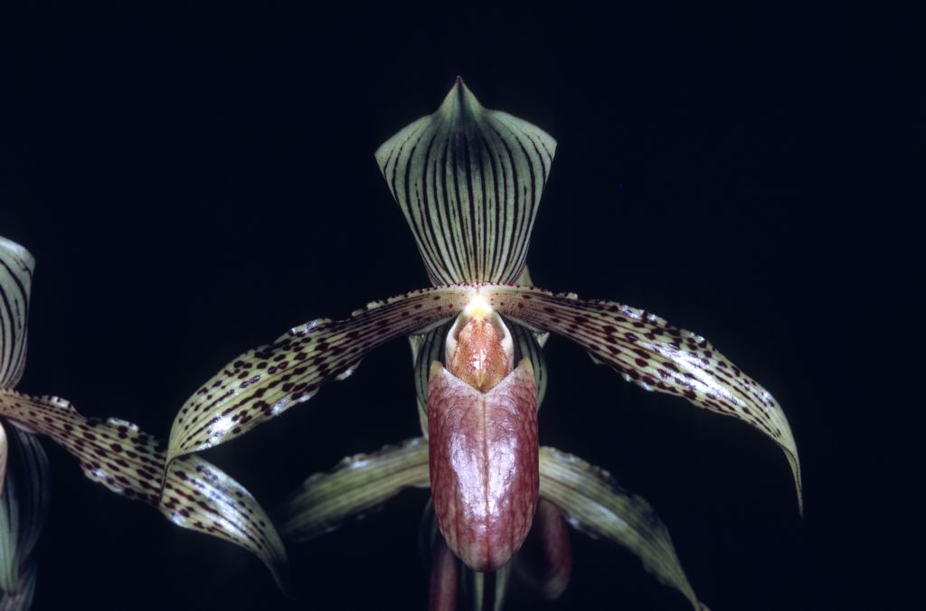 Paphiopedlium Solon 'Senator ' AM/AOS Award Slide, October 13, 1969, Los Angeles monthly judging, Los Angeles, CA, exhibited by Imogene and Carl Keyes.