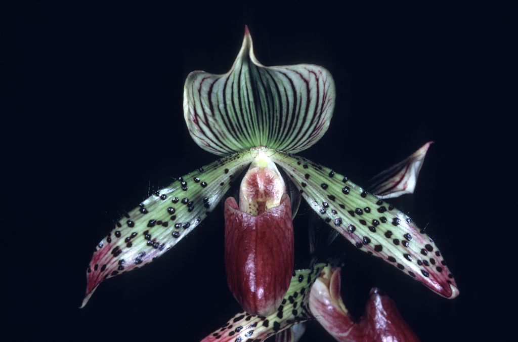 Paphiopedilum Franconia 'Keyes' AM/AOS Award Slide, October 13, 1969, Los Angeles monthly judging, Los Angeles, CA, exhibited by Imogene and Carl Keyes.