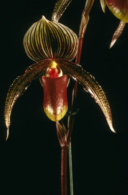 Paphiopedilum A. de Lairesse 'Sanders' HCC/AOS Award Slide, October 7, 1969, San Francisco monthly judging, San Francisco, CA, exhibited by Robert E. McElderry.  Photographer's name stamped on back, Beauford B. Fisher, Pacific Grove, CA.