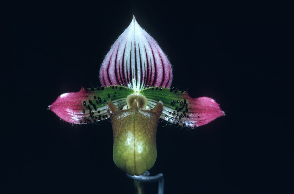 Paphiopedilum acmodontum 'Carimo' HCC/AOS Award Slide, April 13, 1970, Los Angeles monthly judging, Los Angeles, CA, exhibited by Imogene and Carl Keyes.