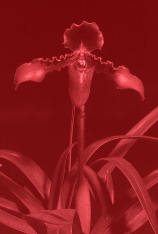 Paphiopedilum hirsutissimum 'Rachael Beck' AM/AOS Award Slide, April 10, 1970, Santa Barbara International Orchid Show, Santa Barbara, CA, exhibited by R. J. Rands.