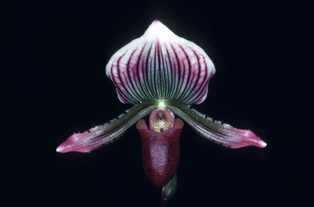 Paphiopedilum Maudiae Coloratum 'Carimo' HCC/AOS Award Slide, May 11, 1970, Los Angeles monthly judging, Los Angeles, CA, exhibited by Imogene and Carl Keyes.