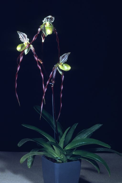 Paphiopedilum roebelinii 'Carolyn' HCC (the award was actually CBM/AOS), May 1970, roll 197005H2 slide 32.  The slide matches the CBM/AOS Award Slide, May 11, 1970, Los Angeles monthly judging, Los Angeles, CA, exhibited by Clark Day Jr. Orchids.