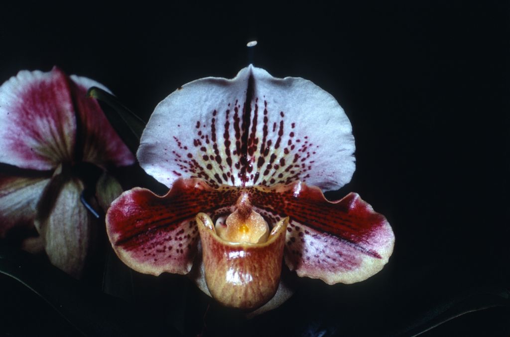 Paphiopedilum Karen Gwinn 'Conformation' HCC (but no such award has been found; the image appears to be a mirror image of the award photo BM/CSA for a cultivar called 'Enchantment', possibly this is the same plant under a different cultivar name), Duplicate Slide 35, made January 1971, roll 197101H8.