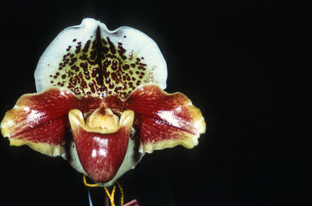 Paphiopedilum Chan's Temple 'Splendent' HCC (no such award found, but this cultivar received BM/CSA in 1969 when exhibited by Imogene and Carl Keyes, and the image here is a mirror image of the CSA award photo in OrchidWiz, image #80200), Duplicate Slide 50, made January 1971, roll 197101H8.