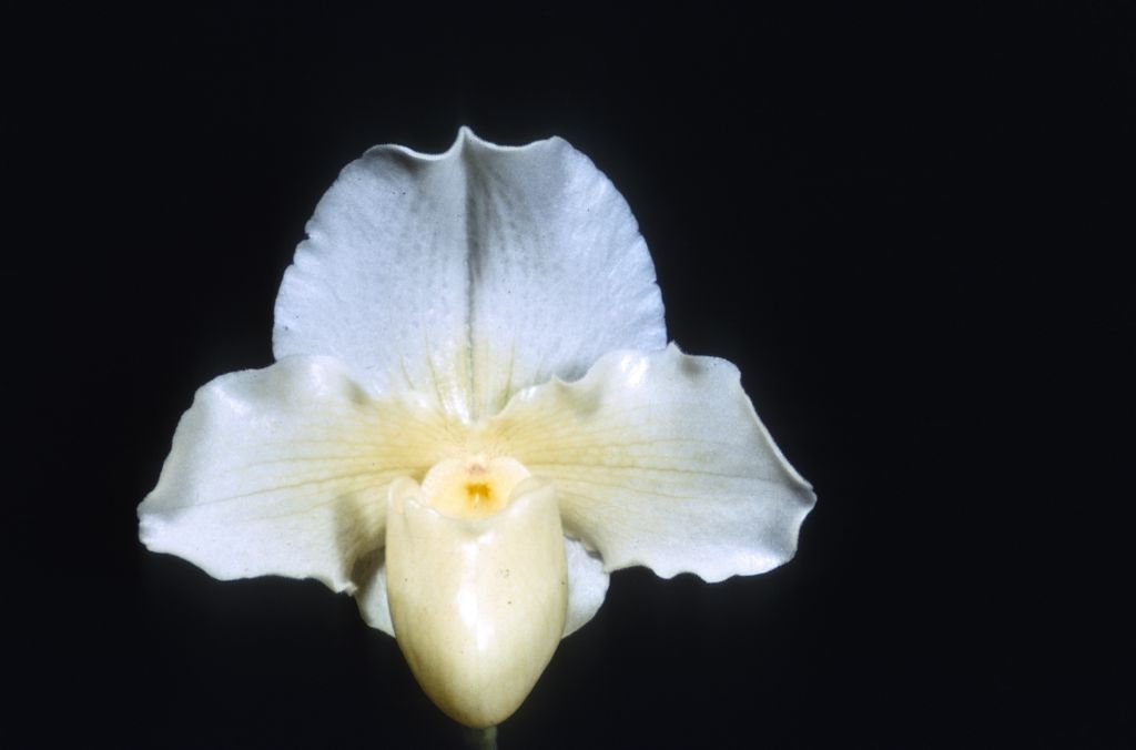 Paphiopedilum Cinderella 'Satin Slipper' HCC/ODC, Duplicate Slide 51, made January 1971, roll 197101H8.  The image matches the award photograph from an earlier BM/CSA award in OrchidWiz, image #80209.