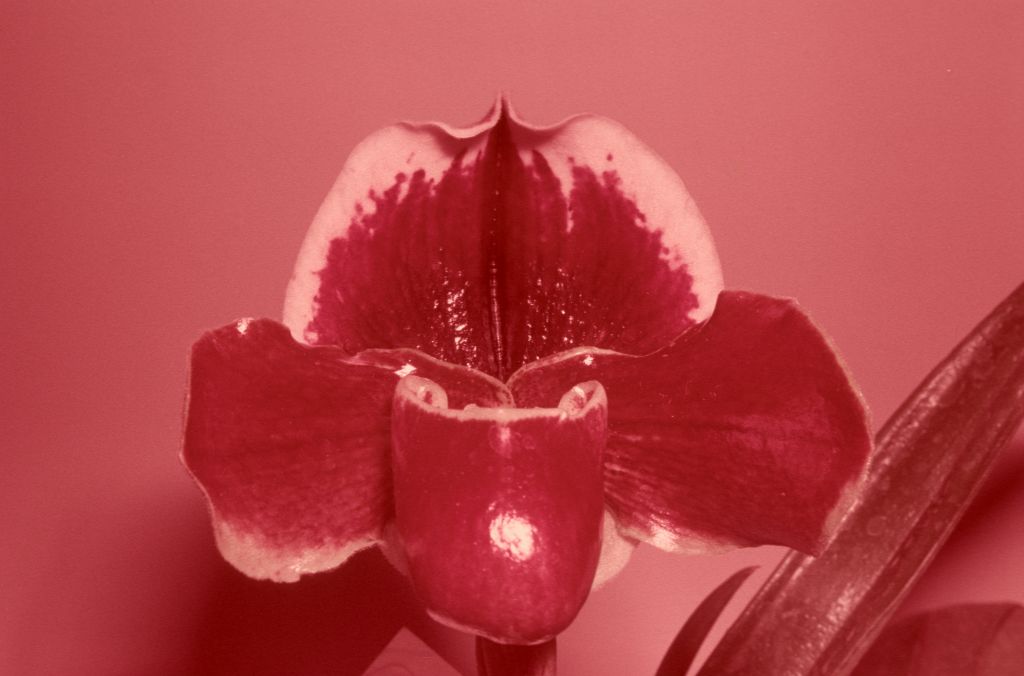 Paphiopedilum Carl Keyes 'Surefire', January 1971, roll 197101 slide 23.  The image is a copy of the CSA award slide, BM/CSA, February 3, 1971, exhibited by Carl Keyes, as shown in OrchidWiz, image #80195, with much better color.