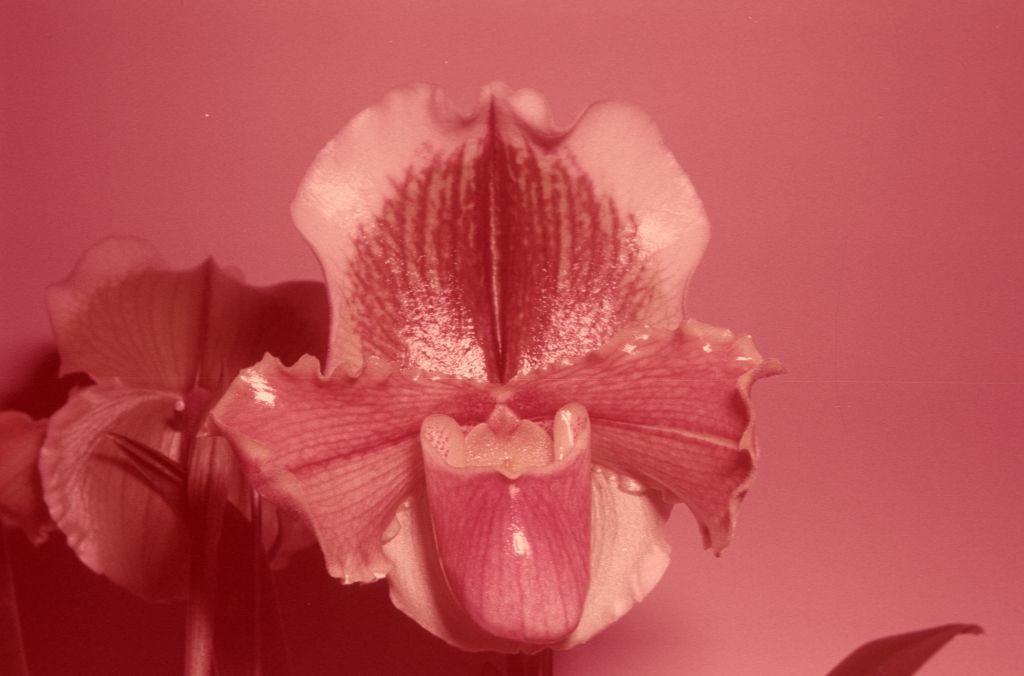 Paphiopedilum Littledean 'Robin', January 1971, roll 197101 slide 30.  The image appears to be the same flower shown in the CSA award slide, but taken from a different angle, BM/CSA, February 3, 1971, exhibited by Carl Keyes, as shown in OrchidWiz, image #80577, with much better color.