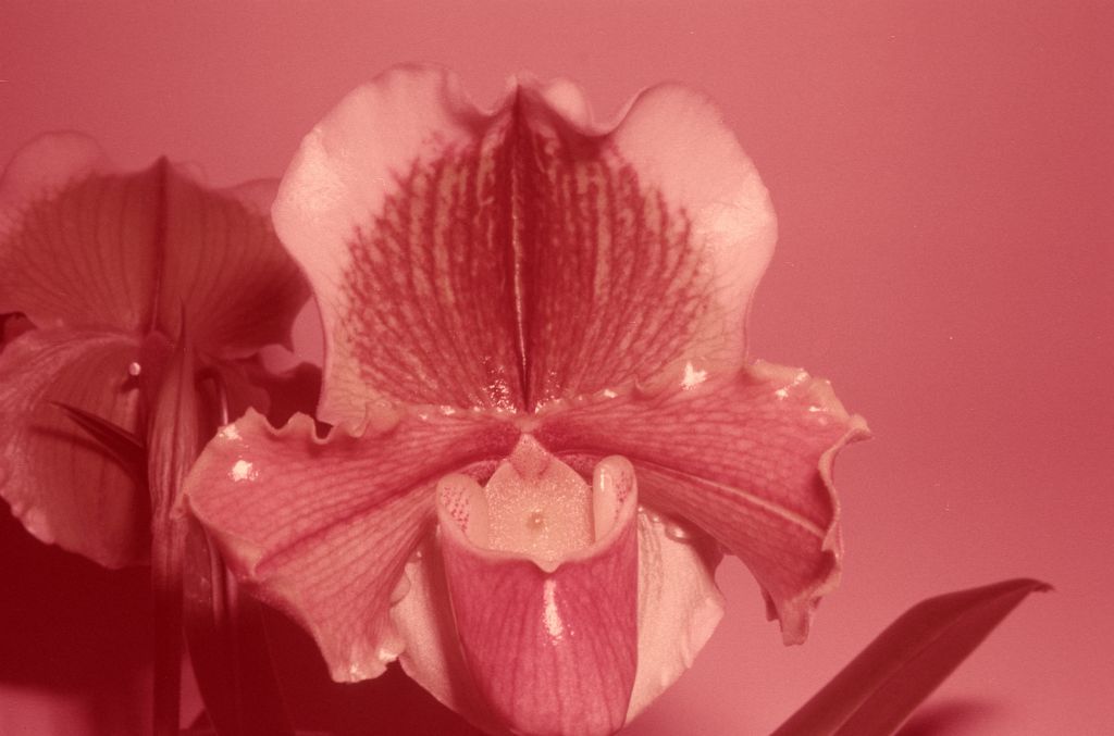 Paphiopedilum Littledean 'Robin' BM/CSA, January 1971, roll 197101 slide 39.  The image, processed in January 1971, matches the image associated with the CSA award of February 3, 1971, exhibited by Carl Keyes, as found in OrchidWiz, image #80577, a mirror image, with much better color.  When the film was processed, someone must have forgotten to check the date stamp.