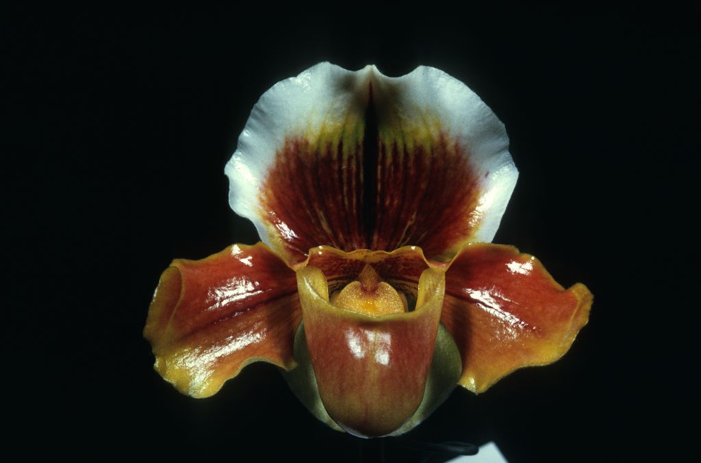 Paphiopedilum Edward Marshall Boehm 'Carimo' HCC/AOS Award Slide, February 8, 1971, Los Angeles monthly judging, Los Angeles, CA, exhibited by Carl and Imogene Keyes.