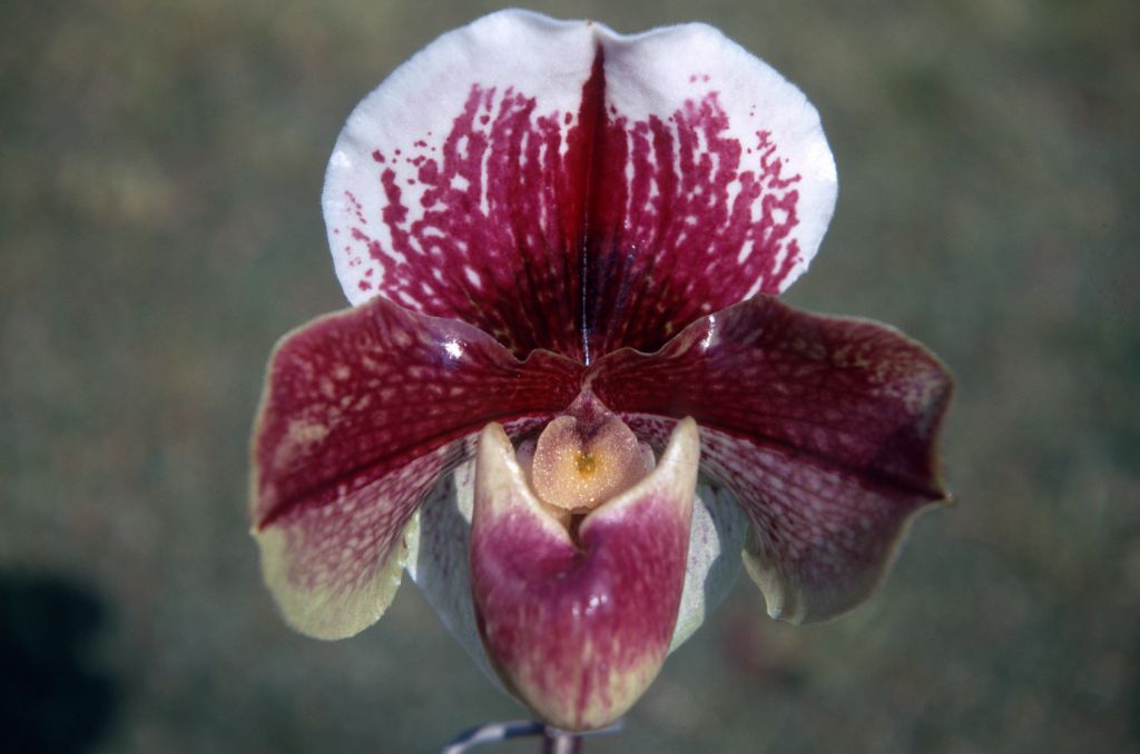 Paphiopedilum Redezelle '#3' AM/AOS AM/ODC (the latter award recorded by ODC as cultivar 'Three', both awards  from the same judging session), March 1971, roll 197103H7 slide 9