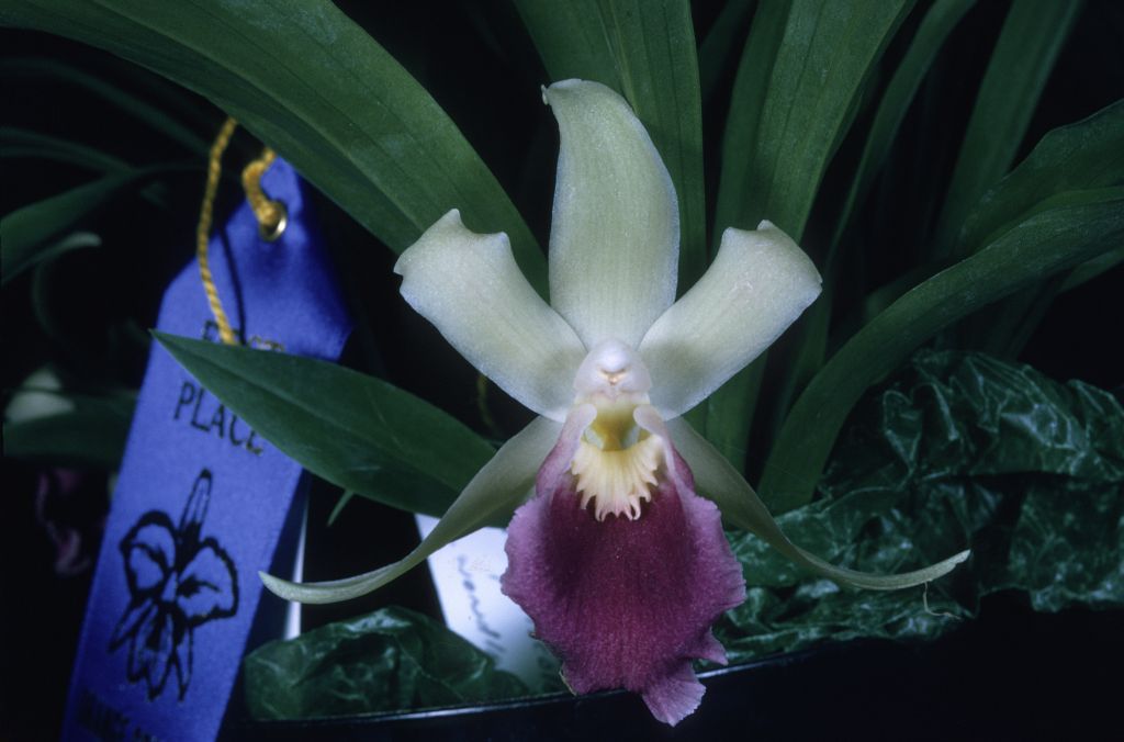 Chondrorhyncha discolor 'Carimo' HCC/AOS Award Slide, October 15, 1971, Orange County Orchid Show, Costa Mesa, CA, exhibited by Carl and Imogene Keyes.  The award slide says Chondrorhyncha, the award was published in Awards Quarterly and the AOS Bulletin as Cochleanthes, and the correct name today is Warczewiczella discolor.