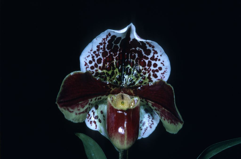 Paphiopedilum Spotter 'Dots Pretty' BM/CSA copy of Award Slide, November 4, 1971, exhibited by Carl and Imogene Keyes.  Photo matches the CSA award photo in OrchidWiz, image #80935 (a mirror image), but lists the cultivar name as 'Dots Plenty'.