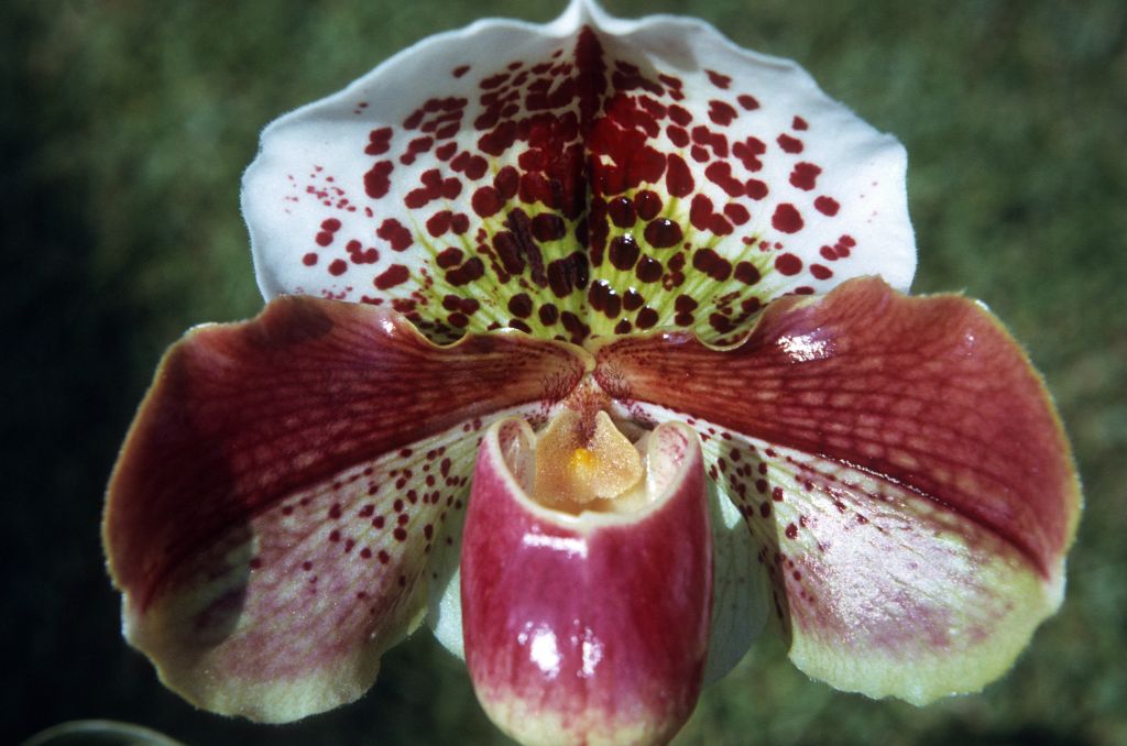 Paphiopedilum Sharnden 'Agnes Miller' AM (no such award has been found, but there was an equivalent BM/CSA for this cultivar in 1966, as well as HCC/AOS/ODC in 1960), June 1972, roll 197206H3 slide 10