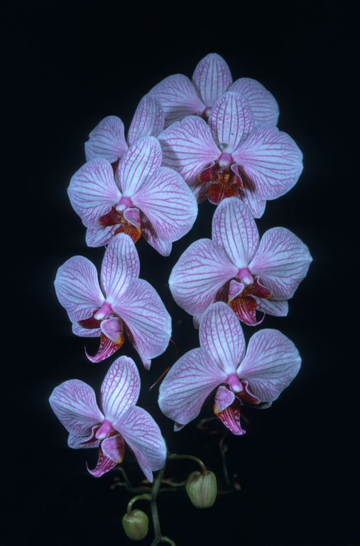 Phalaenopsis Whimsey 'Carimo' HCC/AOS, copy of award slide from August 13, 1973, Los Angeles monthly judging, Los Angeles, CA, exhibited by Imogene and Carl Keyes, copy made in 1973 but month illegible, code H11, slide 36.