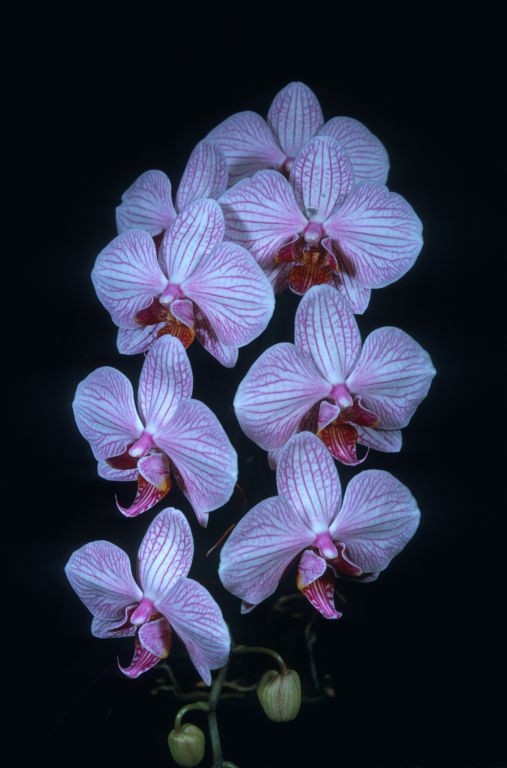 Phalaenopsis Whimsey 'Carimo' HCC/AOS, copy of award slide from August 13, 1973, Los Angeles monthly judging, Los Angeles, CA, exhibited by Imogene and Carl Keyes, copy made in 1973 but month illegible, code H11 slide 37.