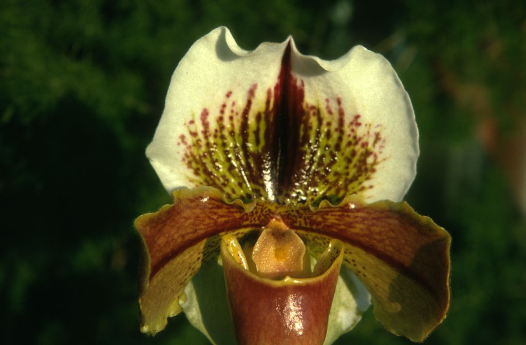 Paphiopedilum Balaclava 'Distinction' BM/CSA (no award found for this cultivar, but there is a BM/CSA for cultivar 'Exbury', very similar to this image), January 1973, roll 197301H7 slide 5