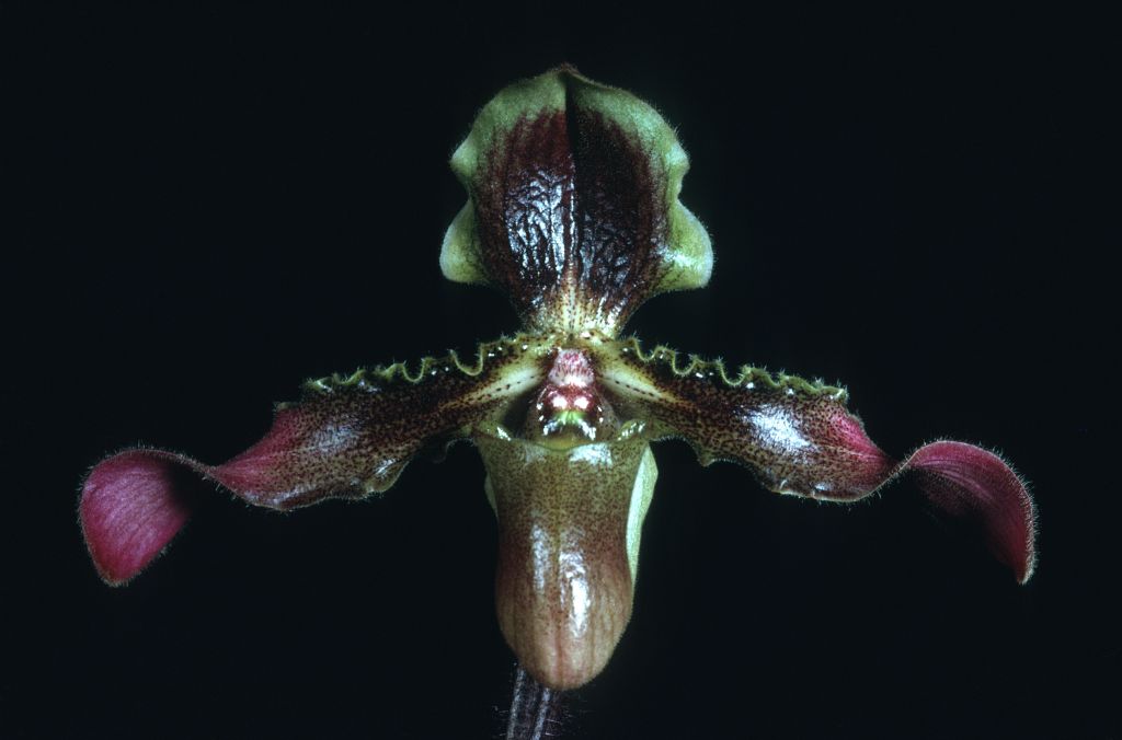 Paphiopedilum hirsutissimum 'Carimo' HCC/AOS Award Slide, February 26, 1973, Long Beach monthly judging, Long Beach, CA, exhibited by Imogene and Carl Keyes.