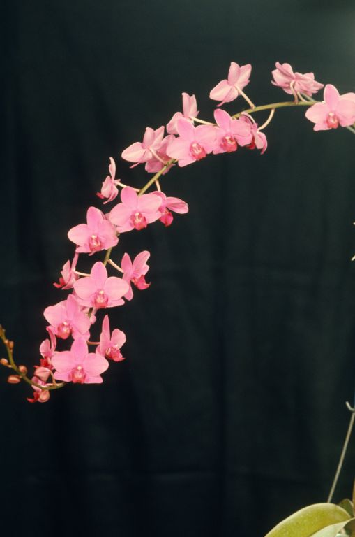 Doritaenopsis Red Coral' Carimo' HCC/AOS Award Slide, March 30, 1973, Santa Barbara International Orchid Show, Santa Barbara, CA, exhibited by Imogene and Carl Keyes.