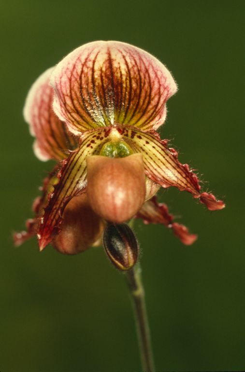 Paphiopedilum Connie 'Carimo' HCC/AOS Award Slide, March 30, 1973, Santa Barbara International Orchid Show, Santa Barbara, CA, exhibited by Imogene and Carl Keyes.