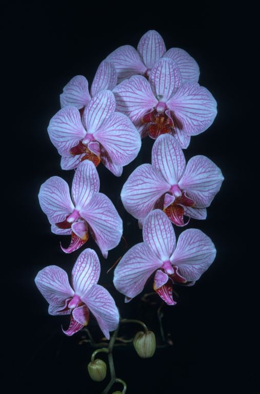 Phalaenopsis Whimsey 'Carimo' HCC/AOS Award Slide, August 13, 1973, Los Angeles monthly judging, Los Angeles, CA, exhibited by Imogene and Carl Keyes.