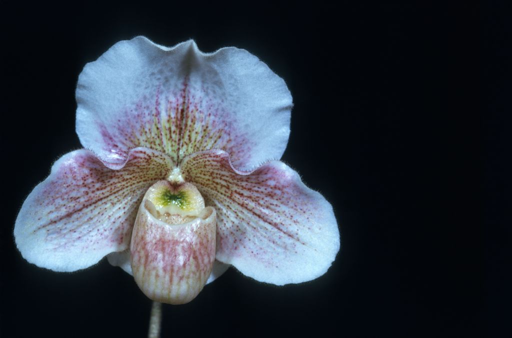 Paphiopedilum Dusky Maiden 'Carimo' AM/AOS Award Slide, September 10, 1973, Los Angeles monthly judging, Los Angeles, CA, exhibited by Imogene and Carl Keyes.