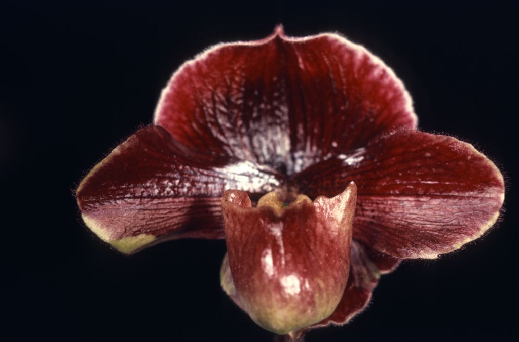 Paphiopedilum Nochi 'Negri' HCC/AOS Award Slide, March 22, 1974, Santa Barbara International Orchid Show, Santa Barbara, CA, exhibited by Carl and Imogene Keyes.