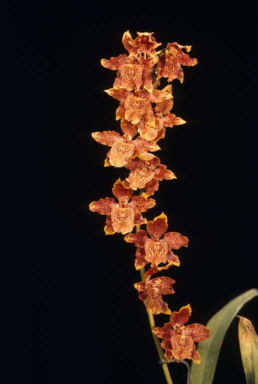 Odontoglossum McNabianum 'Carimo' HCC/AOS Award Slide, March 22, 1974, Santa Barbara International Orchid Show, Santa Barbara, CA, exhibited by Carl and Imogene Keyes.