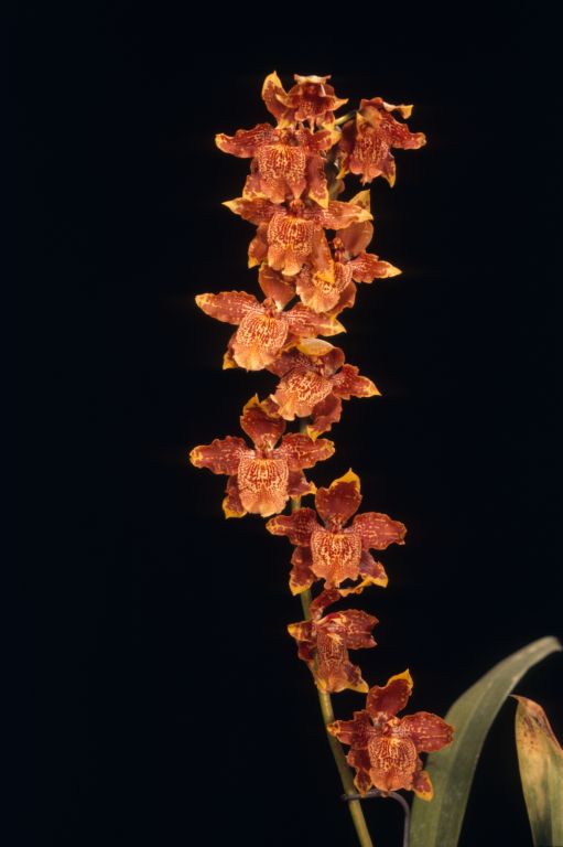 Odontoglossum McNabianum 'Carimo' HCC/AOS Award Slide, March 22, 1974, Santa Barbara International Orchid Show, Santa Barbara, CA, exhibited by Carl and Imogene Keyes.