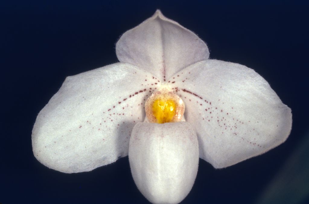 Paphiopedilum Pisar 'Carimo' HCC/AOS Award Slide, March 22, 1974, Santa Barbara International Orchid Show, Santa Barbara, CA, exhibited by Carl and Imogene Keyes.