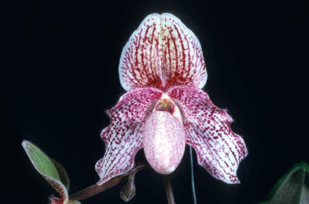 Paphiopedilum Charles Sladden 'Raspberry' HCC/AOS Award Slide, June 10, 1974, Los Angeles monthly judging, Los Angeles, CA, exhibited by Carl and Imogene Keyes.