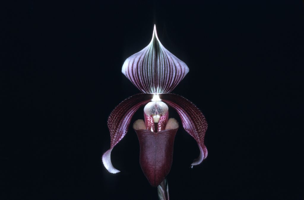 Paphiopedilum curtisii 'Purple Splendor' HCC/AOS Award Slide, July 8, 1974, Los Angeles monthly judging, Los Angeles, CA, exhibited by Imogene and Carl Keyes.