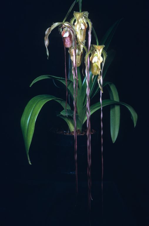 Phragmipedium Dominianum 'Bob Mc' HCC/AOS Award Slide, July 8, 1974, Los Angeles monthly judging, Los Angeles, CA, exhibited by Imogene and Carl Keyes.  The Bob Mc in question is certainly Bob McElderry, but the cultivar name is listed this way on the award slide.