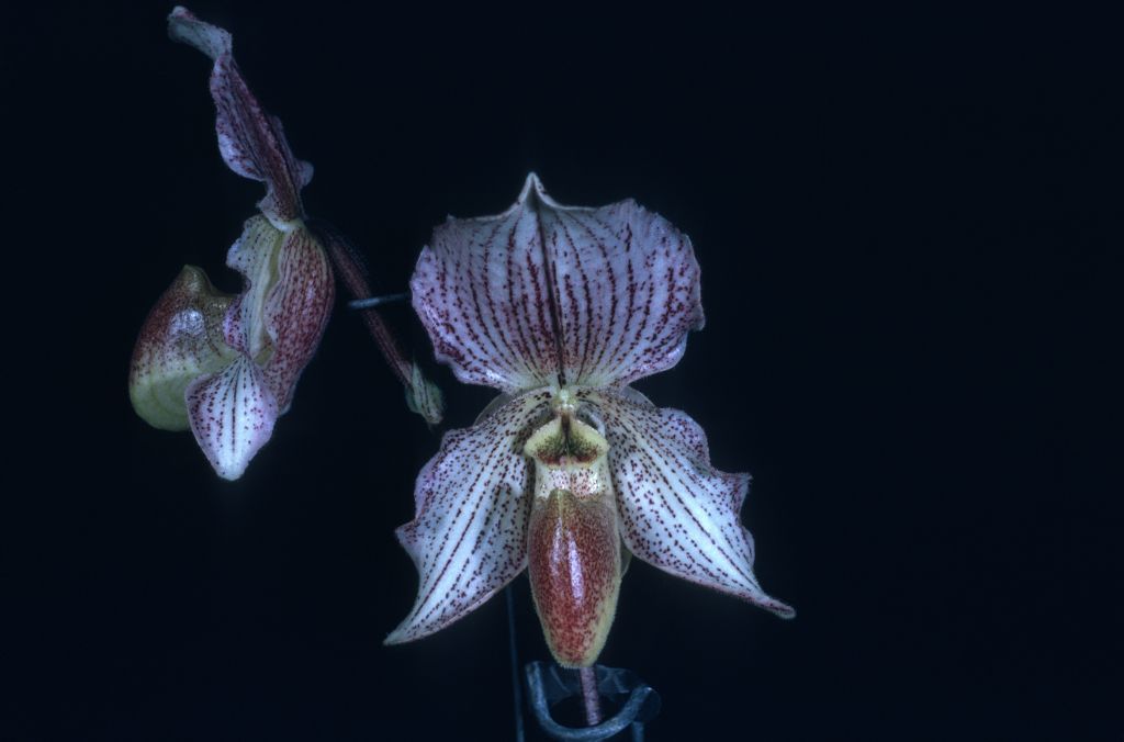 Paphiopedilum Soulageanum 'Carimo' HCC/AOS Award Slide, December 9, 1974, Los Angeles monthly judging, Los Angeles, CA, exhibited by Imogene and Carl Keyes.