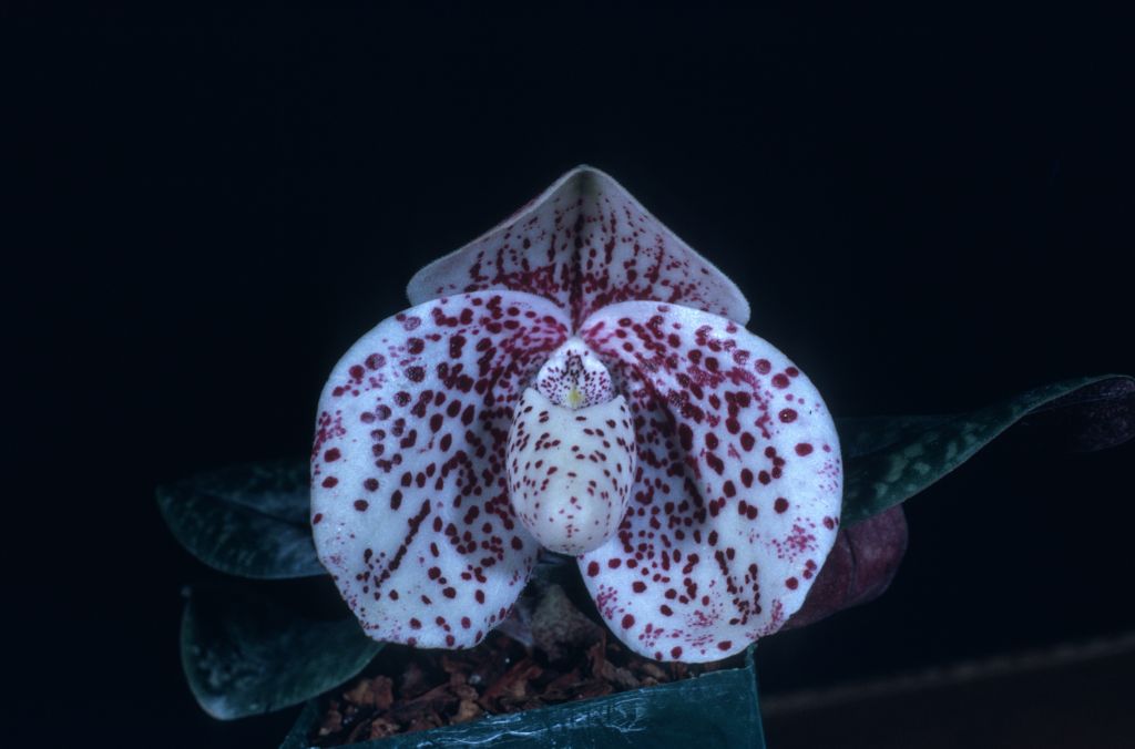 Paphiopedilum bellatulum 'More Mesa' HCC/AOS Award Slide, December 9, 1974, Los Angeles monthly judging, Los Angeles, CA, exhibited by Imogene and Carl Keyes.