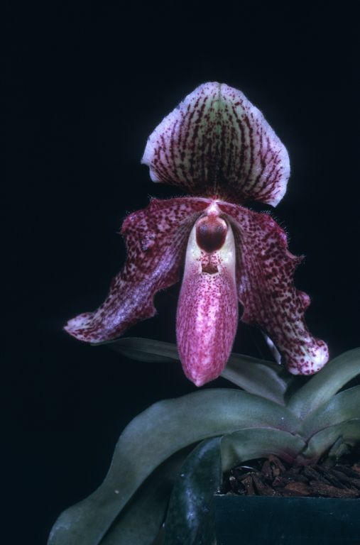 Paphiopedilum Charles Sladden 'Carimo' HCC/AOS Award Slide, February 10, 1975, Los Angeles monthly judging, Los Angeles, CA, exhibited by Imogene and Carl Keyes.