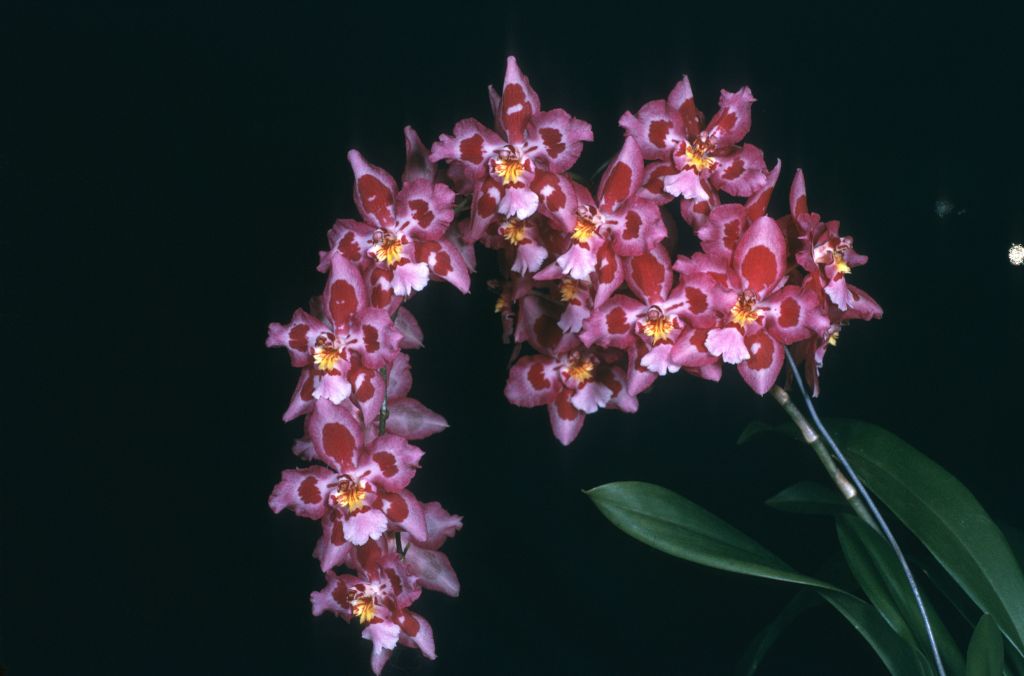 Odontioda Rose Gleam 'Harmony' HCC/AOS Award Slide, January 13, 1975, Los Angeles monthly judging, Los Angeles, CA, exhibited by Ron Reimer, Santa Barbara, CA.  This award is not found in AOS records, even though the award slide bears the Pacific South Region stamp and contains all relevant details.