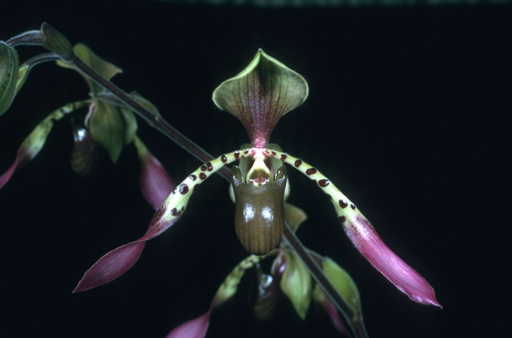 Paphiopedilum lowii 'XLNT' AM/AOS Award Slide, April 28, 1975, Long Beach monthly judging, Long Beach, CA, exhibited by Imogene and Carl Keyes.