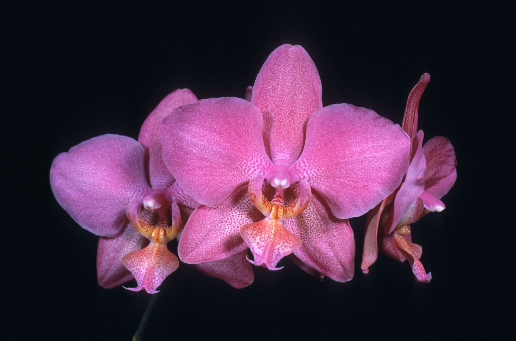 Phalaenopsis Dusky Rouge 'Goodie' HCC/AOS Award Slide, April 28, 1975, Long Beach monthly judging, Long Beach, CA, exhibited by Imogene and Carl Keyes.