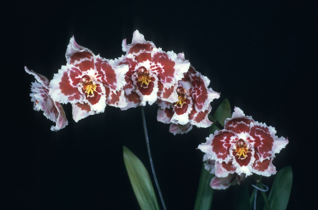 Odontoglossum Stropheon 'Carimo' HCC/AOS Award Slide, June 9, 1975, Los Angeles monthly judging, Los Angeles, CA, exhibited by Carl and Imogene Keyes.